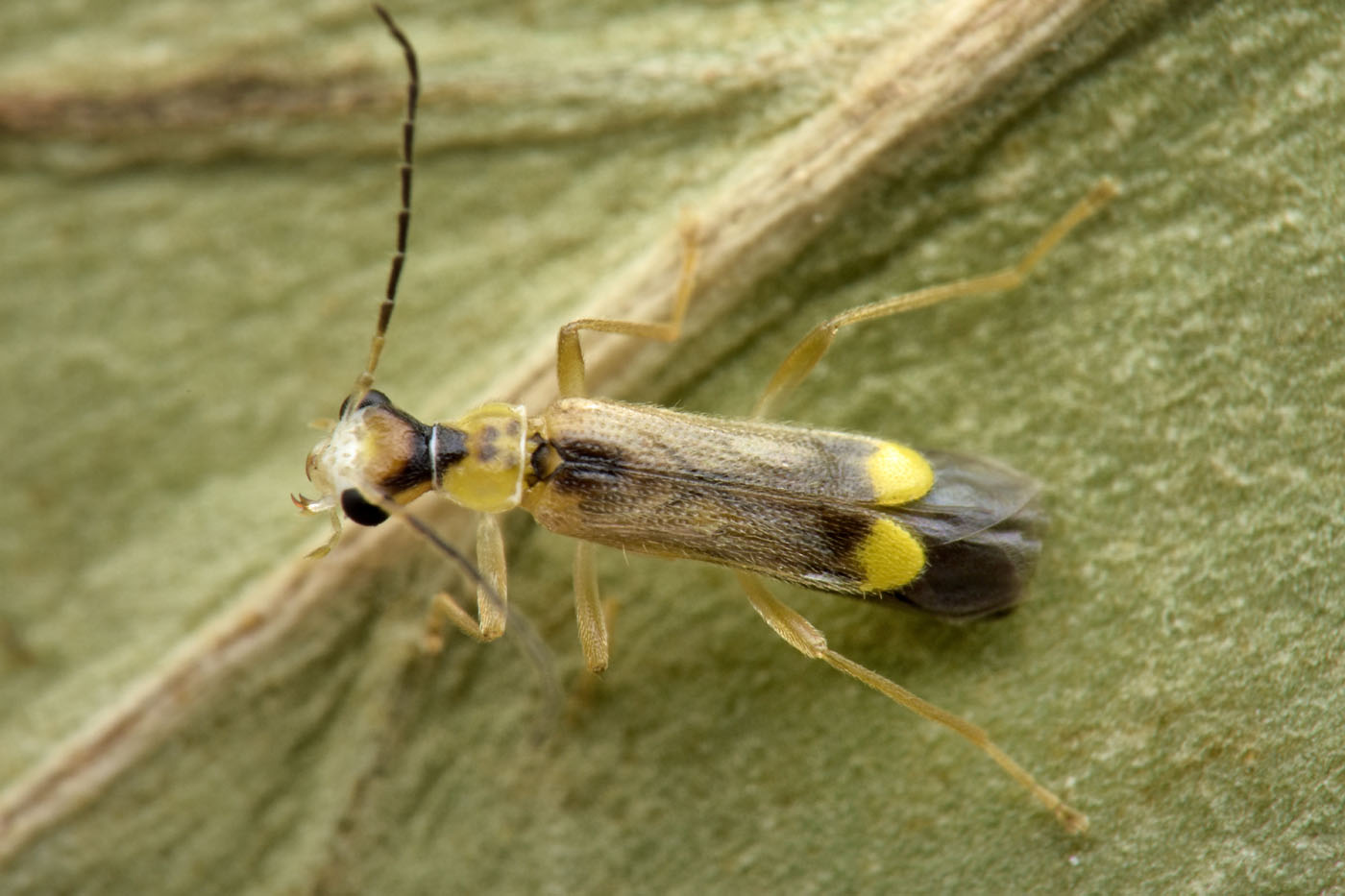 Cantharidae: Malthinus da id.